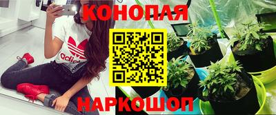 индика Малгобек